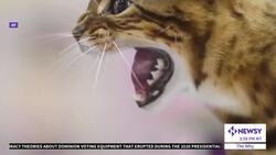 Why Do Cats Hiss At Us? News Clip