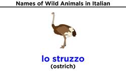 Italian Vocabulary: Wild Animals Instructional Video