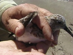 Clasificando a los seres vivos: valoración del video Instructional Video