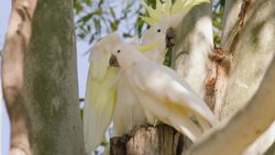 Are These The Loudest Birds in the Wild? Instructional Video