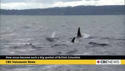 How orcas became such a big symbol of British Columbia News Clip