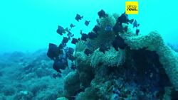 Nations ratify world's first treaty to protect international waters News Clip