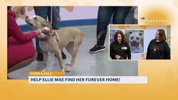 Paws & Pals: Ellie Mae now up for adoption with Best Friend Dog and Animal Adoption News Clip