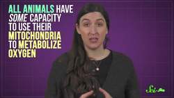 The Only Animal That Can't Breathe Oxygen Instructional Video