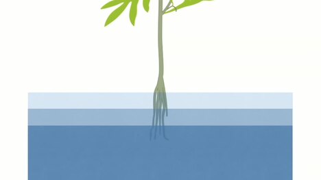 Introduction to Hydroponic Gardening
