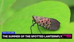 Today Explained: Death to the Spotted Lanternfly News Clip
