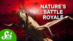 Even Locusts Hate Plagues of Locusts Instructional Video