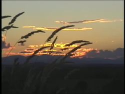 The Cell: Introduction Instructional Video