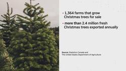 What Trump's tariffs could mean for Nova Scotia Christmas trees News Clip