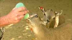 Adorable Video of Baby Goats Jumping Instructional Video