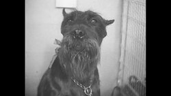 Many dog breeds in Berlin dog show; people with dogs News Clip