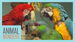 Bird Room Tour! Instructional Video