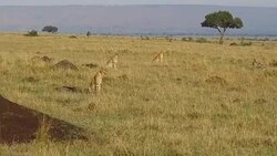cheetahs hunting in savanna at africa Stock Footage