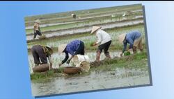 The Asian Culture Instructional Video