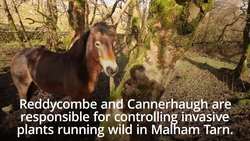 The Exmoor ponies who have become 'eco warriors' News Clip