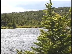 Forests: Summing Up Instructional Video