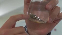 CLEAN : The Andean mute toad that can sing News Clip