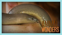 Anthropomorphism Instructional Video