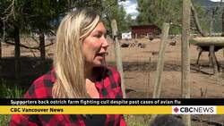 Supporters back ostrich farm fighting cull despite past cases of avian flu News Clip