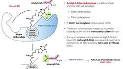 Lipid Biosynthesis | Fatty Acid Biosynthesis 3: Fatty Acid Synthase Instructional Video