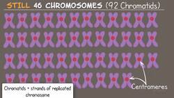Meiosis (Updated) Instructional Video