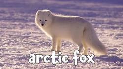 Winter Animals - Learning Winter Animals for Children Instructional Video