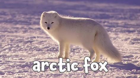 Winter Animals - Learning Winter Animals for Children