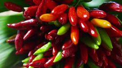 Approaching on deck of Calabrian chili organic and healthy Italian. Stock Footage