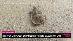 One Good Thing: Birth of Critically Endangered Turtles Caught on Camera News Clip