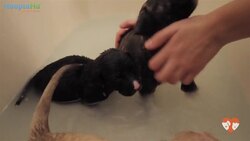 10 Unweaned Puppies Lose Mom and are Hand-Raised by Rescuers - PAWsitive Instructional Video