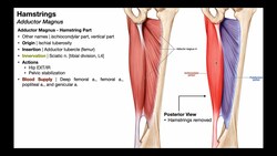 Hamstrings Anatomy & Function 💪 Origins, Insertions, ... Instructional Video