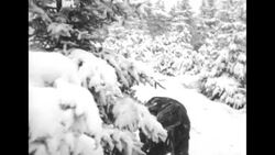 US soldiers in forest in Germany cutting down Christmas trees News Clip