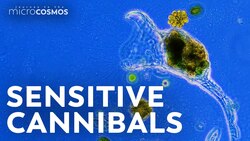 The Collotheca Doesn’t Mind Eating Its Own Babies Instructional Video