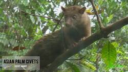 7 Bizarre Uses for Animal Secretions Instructional Video