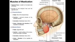 Muscles of Mastication [Part 1] | Origins, Insertions, Etc. Instructional Video