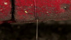 How to Get Egg Off Your Car Instructional Video