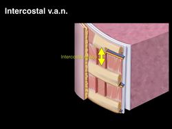 Intercostal VAN topography Instructional Video