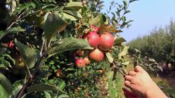 Apple picking in orchard Stock Footage