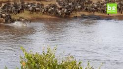 Hungry Crocodiles Attack Migrating Wildebeest: SNAPPED IN THE WILD Instructional Video