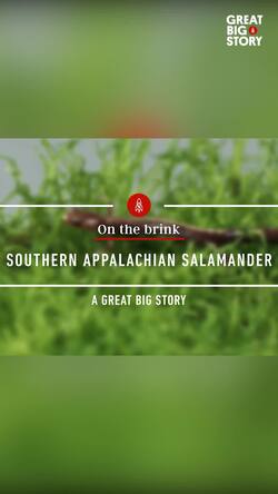 Climate threat, the plight of the southern Appalachian salamander Instructional Video