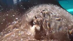 A close-up from a stingray and a shark swimming Stock Footage