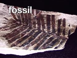 Fascinating Fossils: Introduction Instructional Video