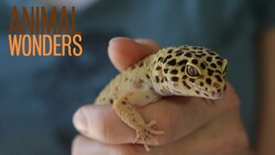 Leopard Geckos! What, Where, and How Instructional Video