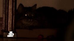 Bizarre Bodily Behaviors Explained Instructional Video