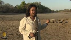 Zimbabwe drought: Hundreds of animals die in National park News Clip