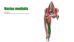 Muscles of the anterior thigh Instructional Video