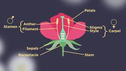 Sexual Reproduction in Plants Instructional Video