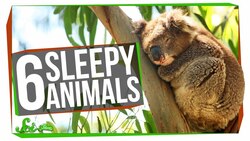5 Animals That Sleep Too Much (and One That Might Not Need To) Instructional Video