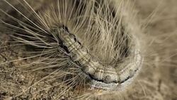 Caterpillar Moving Slowly Stock Footage