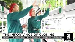 Cloned Cannabis Quality Control News Clip